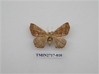 藏品(尺蛾268)的圖片